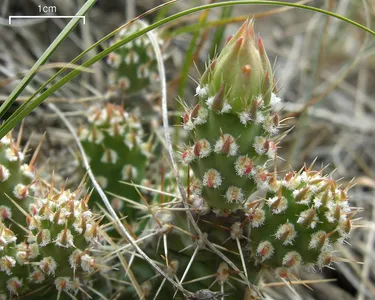 オプンティアフラギリス　フリージング オプンチア フラギリス (Opuntia fragilis) - PictureThis