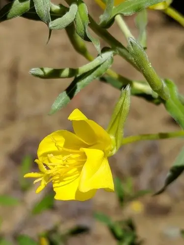 Oenothera clelandii
