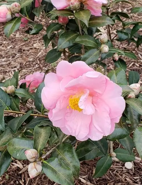Camellia × williamsii 'Bowen Bryant'