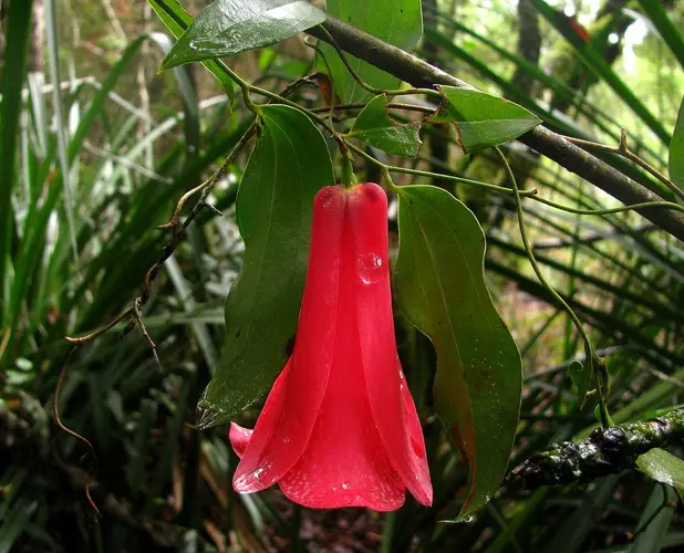 Chilean bellflower