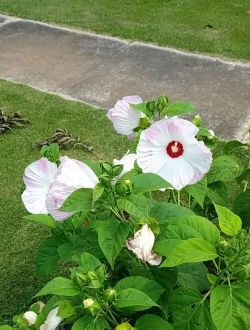 Swamp rose mallow 'Southern Belle'