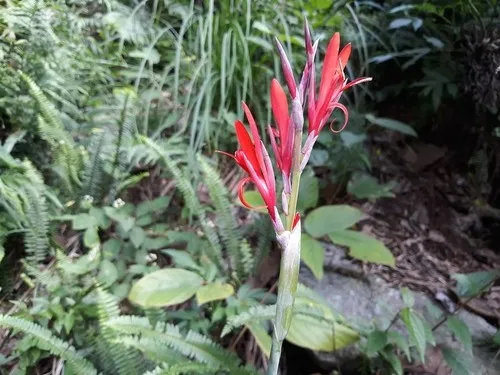 welcher dünger eignet sich für oleander Oleander Dünger - Mineralischer NPK Flüssigdünger mit Stickstoff