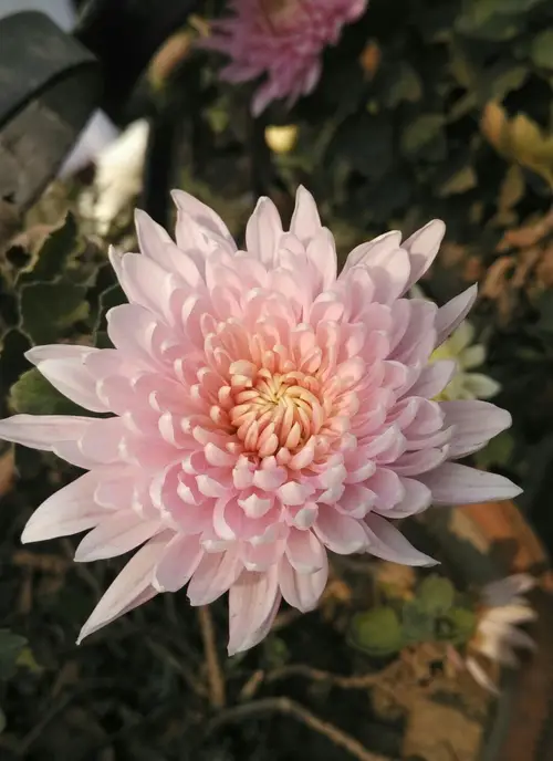 Chrysanthemum 'Pink Julie Ann'