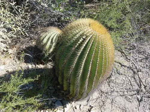 Santa catalina barrel cactus