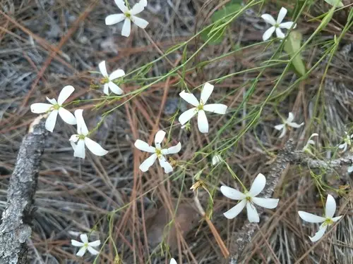 Sabatia brevifolia