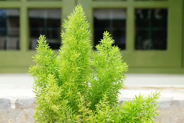 Sprenger's asparagus fern