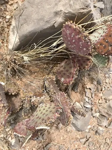 オプンチア・マクロケントラ (Opuntia macrocentra) - PictureThis