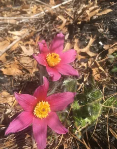 セイヨウオキナグサ（西洋翁草）の育て方・栽培方法