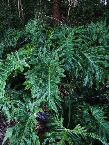 Ist Baum-Philodendron giftig?