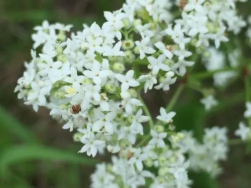 Northern bedstraw