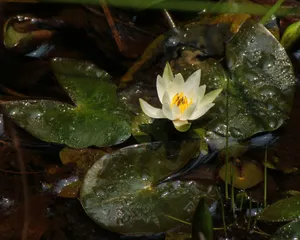 ヒツジグサ（未草）の増やし方