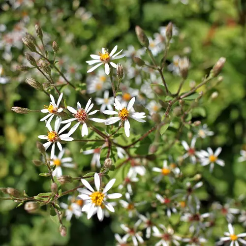 Large-leaved aster