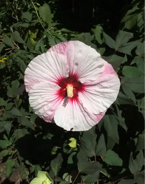 Swamp rose mallow 'Perfect Storm'