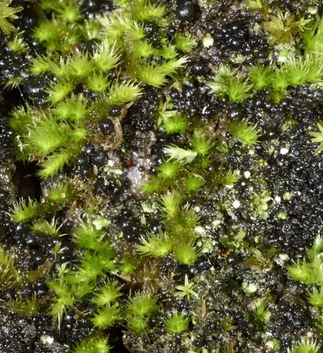 Nuttall's homalothecium moss