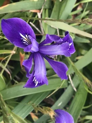 ダグラスアイリス (Iris douglasiana) - PictureThis