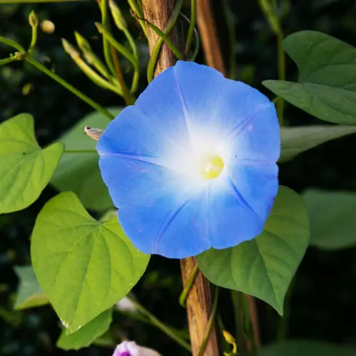 Mexican morning glory