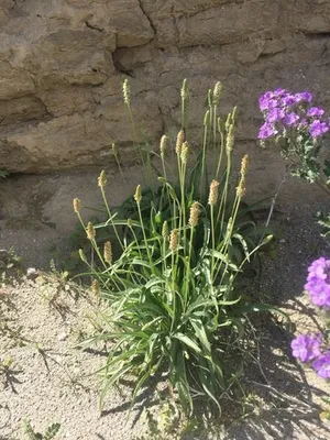 Babka jajowata – ujęcie rośliny