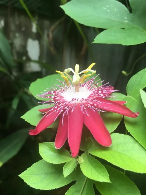 Passiflora 'Lady Margaret'