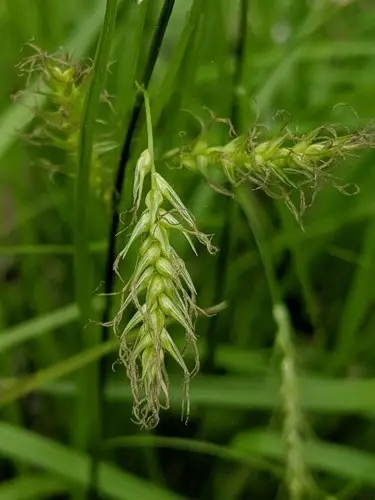 Carex de sprengel