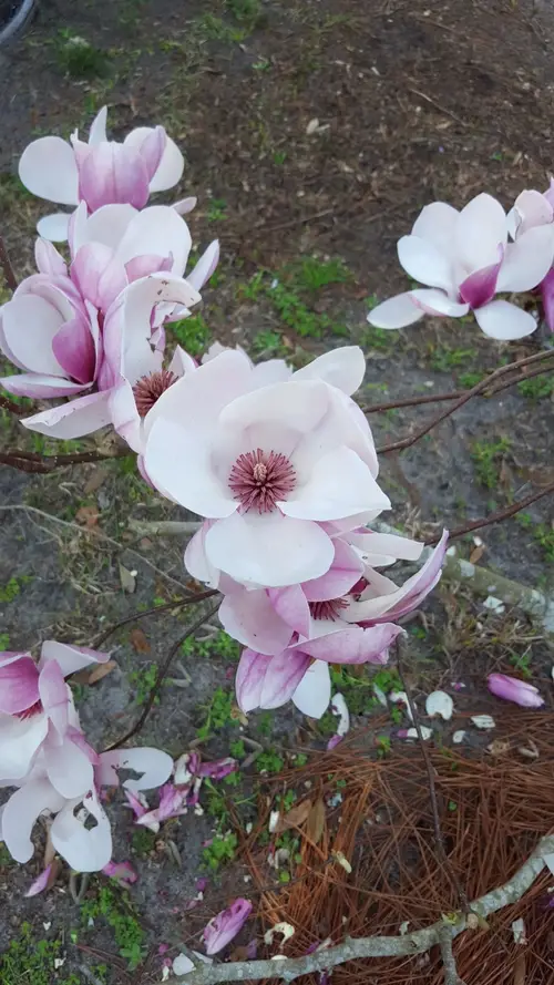 Magnolias 'Iolanthe'