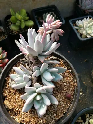 How to Grow and Care for Pachyveria 'Powder Puff