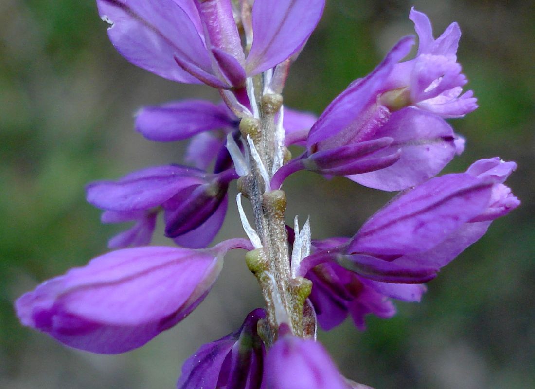 How to Incorporate Common milkwort for Stunning Landscape Designs?