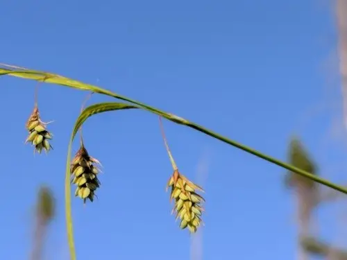 Carex de Patagonie