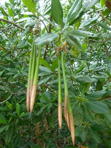 Rote Mangrove - Rhizophora mangle (Pflege, Merkmale, Invasiv, Bilder)