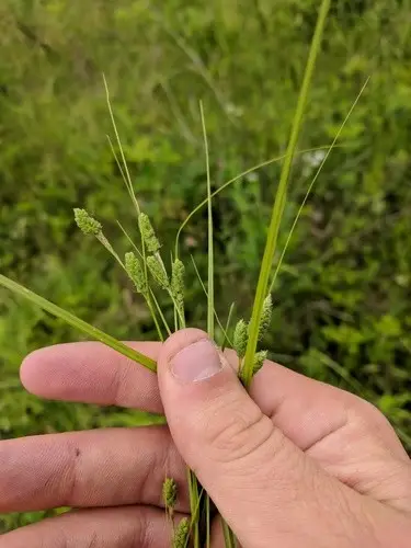 Carex swanii