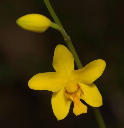 Orchidea terrestre