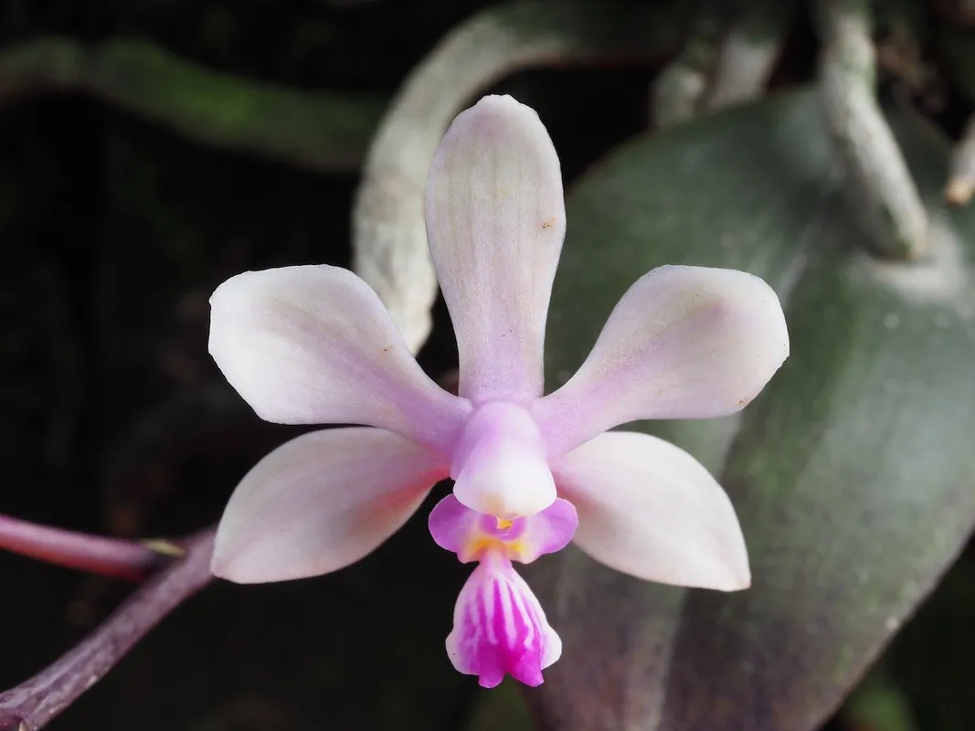 ファレノプシス・ウィルソニーの花言葉とその魅力を探る