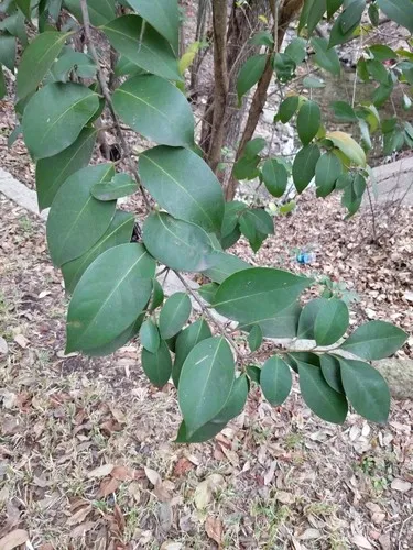 Glnzender Liguster - Ligustrum lucidum (Pflege, Merkmale, Blume, Bilder,  Giftig)