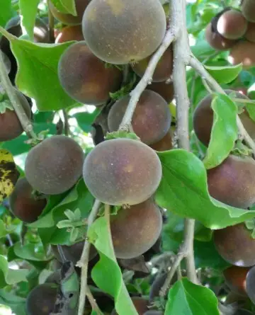 Ketembilla-pflaumenbaum