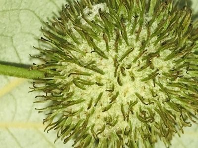 Álamo (Platanus rzedowskii) - PictureThis