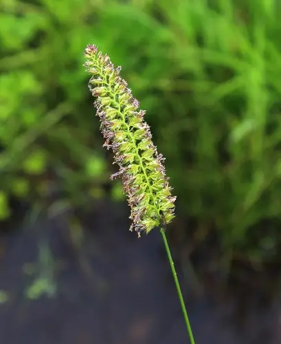 Crested dogstail-grass