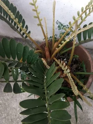 Zamia furfuracea - Zamia furfuracea (Pflege, Merkmale, Verbreitung, Bilder,  Giftig)
