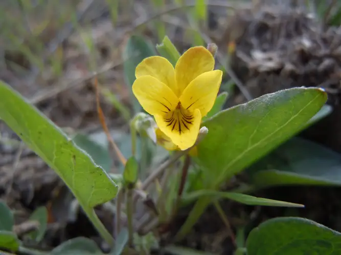 Viola vallicola
