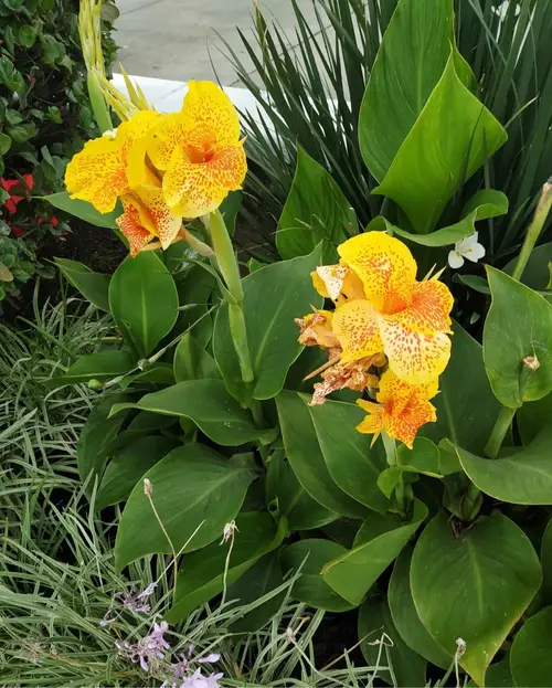 Canna lilies 'Picasso'