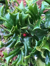 sansevieria is snake plant Futura Robusta Snake Plant – Plant Detectives