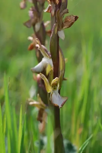 Fan-lipped orchid
