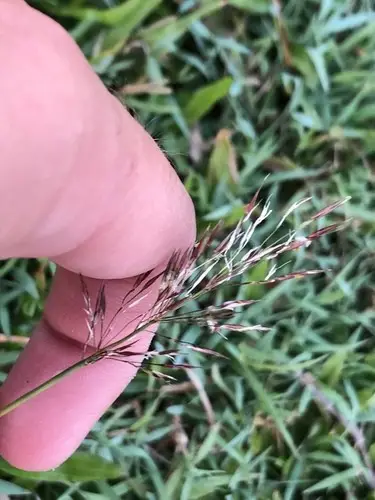 Wild oat grass