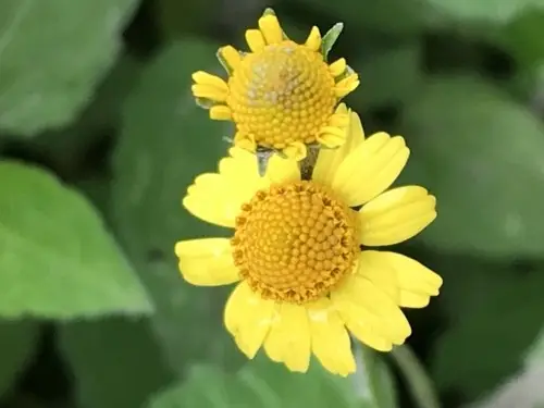 Oppositeleaf Spotflower