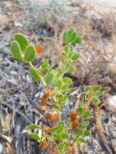 Roepera apiculata