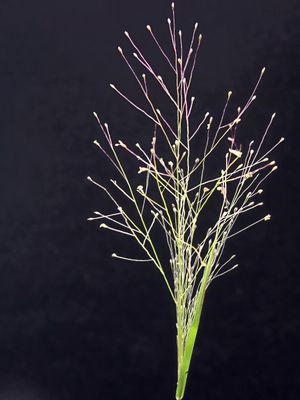 How to Grow and Care for Scratch grass