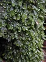 How to Grow and Care for Radula marginata