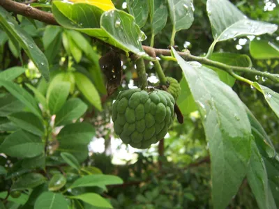 Sugar apple