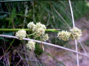 Where To Place Roundhead bulrush In Feng Shui? (Characteristics ...