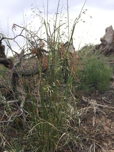 Discover the Incredible Benefits of Indian ricegrass: A Hidden Gem in ...