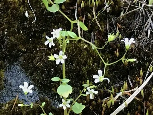 Nuttall's saxifrage