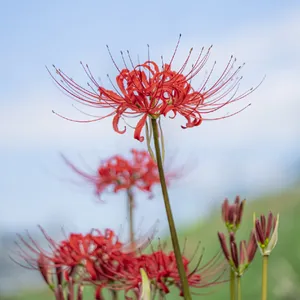 How to Grow and Care for Red Spider lily